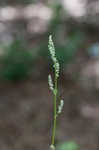 Common sheep sorrel